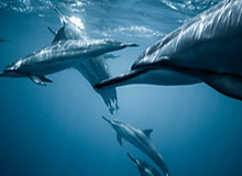 开云体育网页-宠粉时刻！凯尔登-约翰逊今日赛前在一名小球迷的额头留下签名